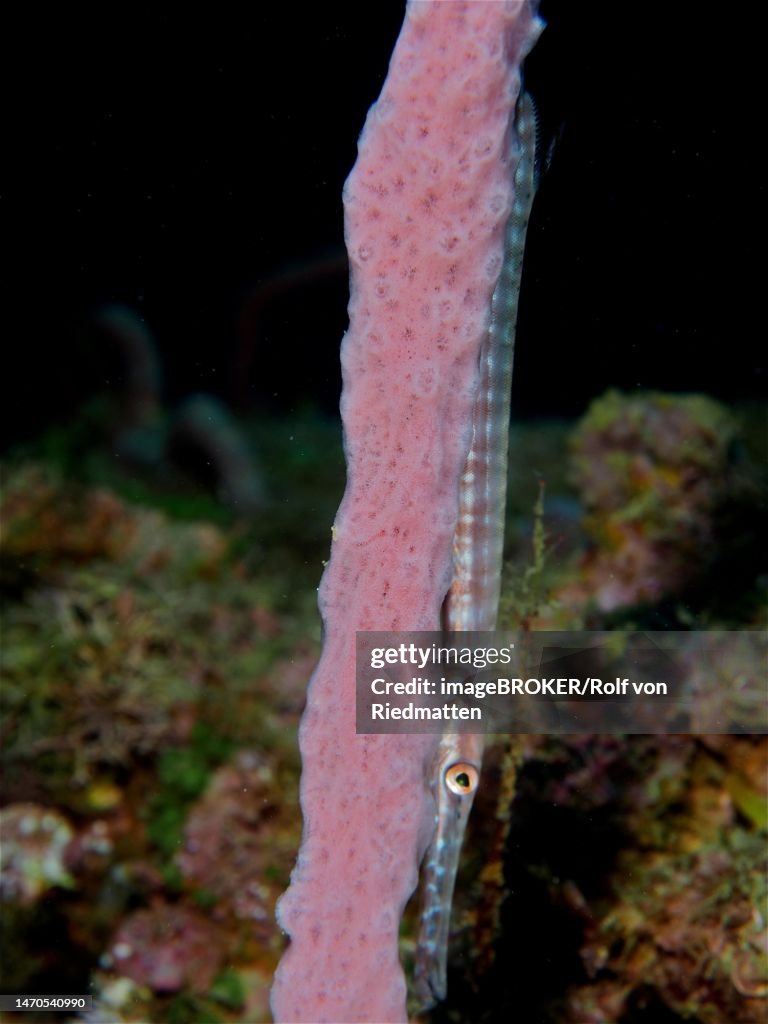 A juvenile West Atlantic trumpetfish (Aulostomus maculatus) hides behind a whip coral. Dive site Coral Garden, Puerto Viejo de Talamanca, Limon, Costa Rica, Caribbean, Atlantic Ocean