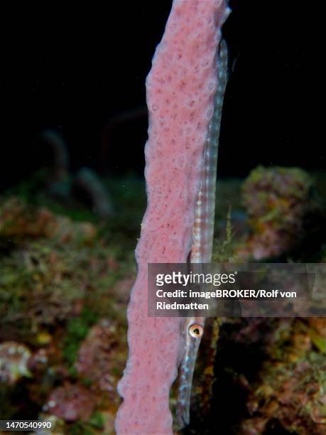 a juvenile west atlantic trumpetfish (aulostomus maculatus) hides behind a whip coral. dive site coral garden, puerto viejo de talamanca, limon, costa rica, caribbean, atlantic ocean - viejo stock illustrations