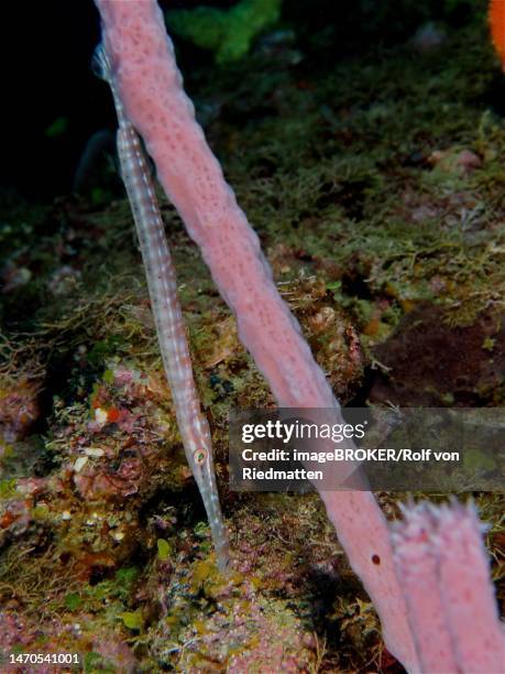 a juvenile west atlantic trumpetfish (aulostomus maculatus) hides behind a whip coral. dive site coral garden, puerto viejo de talamanca, limon, costa rica, caribbean, atlantic ocean - viejo stock illustrations