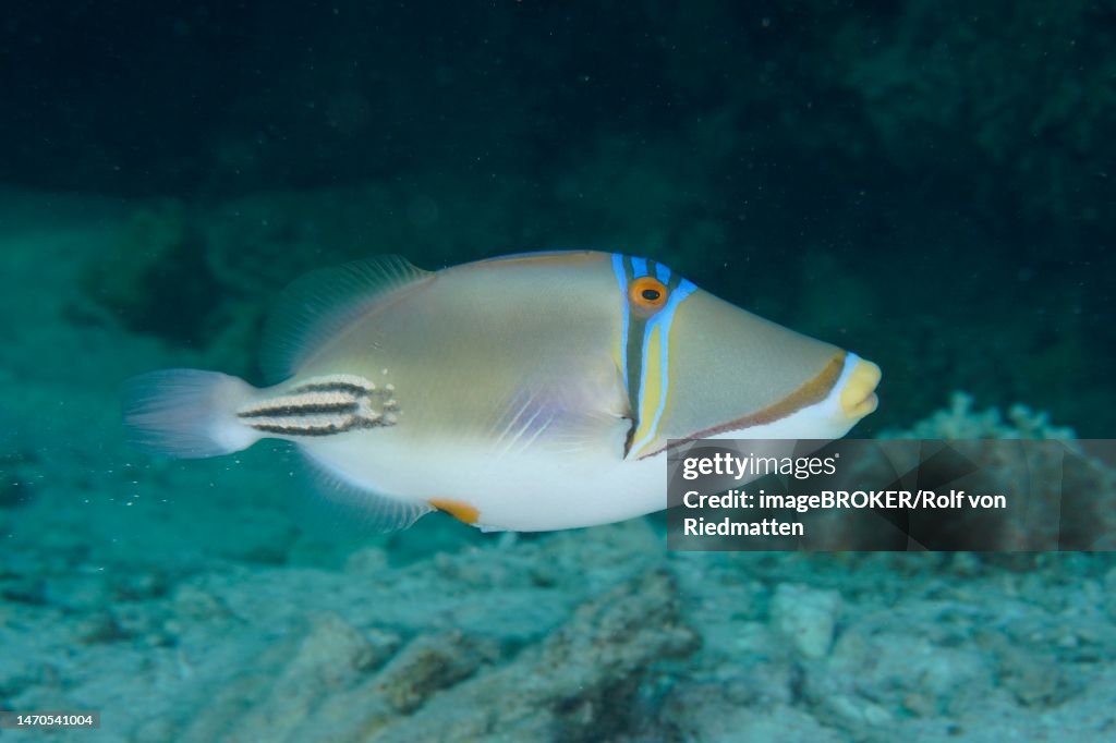 Arabian arabian picasso triggerfish (Rhinecanthus assasi), Dive Site House Reef, Mangrove Bay, El Quesir, Red Sea, Egypt