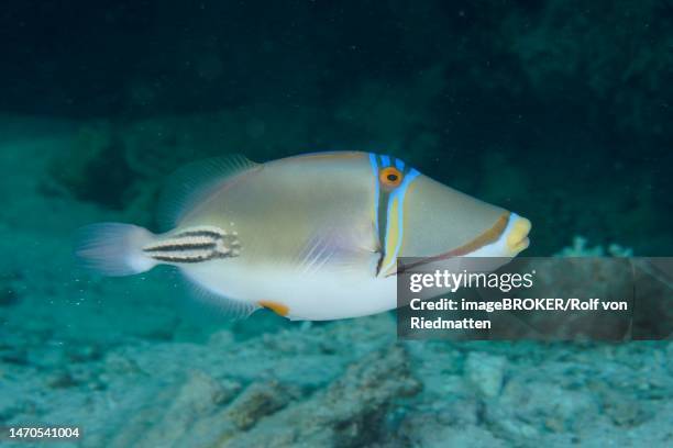 arabian arabian picasso triggerfish (rhinecanthus assasi), dive site house reef, mangrove bay, el quesir, red sea, egypt - picasso stock illustrations
