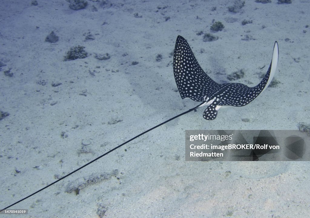 Spotted eagle ray (Aetobatus narinari) from behind, dive site House Reef, Mangrove Bay, El Quesir, Red Sea, Egypt