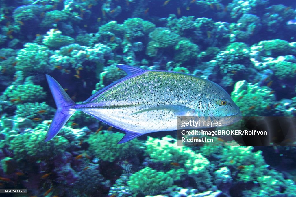 Bluefin trevally (Caranx melampygus) in front of the reef. Dive site Big Brother, Brother Islands, Egypt, Red Sea