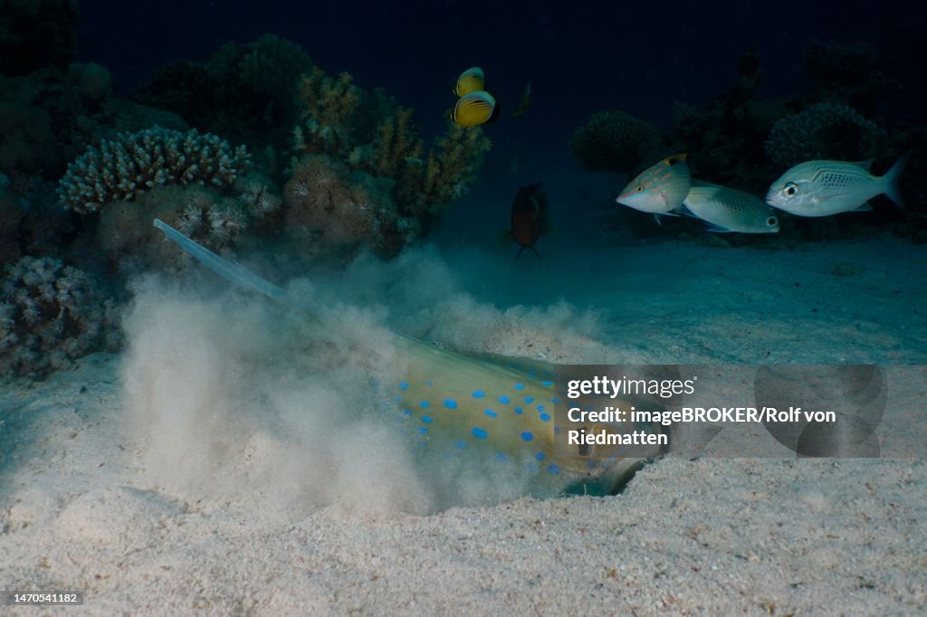 Bluespotted ribbontail ray (Taeniura lymma) foraging, at night. Dive site House Reef Mangrove Bay, El Quesir, Egypt, Red Sea