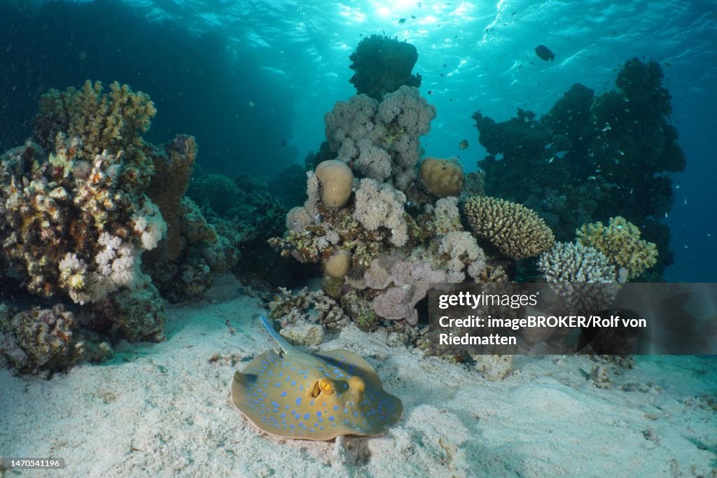 Bluespotted ribbontail ray (Taeniura lymma) in a healthy coral reef. Dive site House Reef, Mangrove Bay, El Quesir, Red Sea, Egypt
