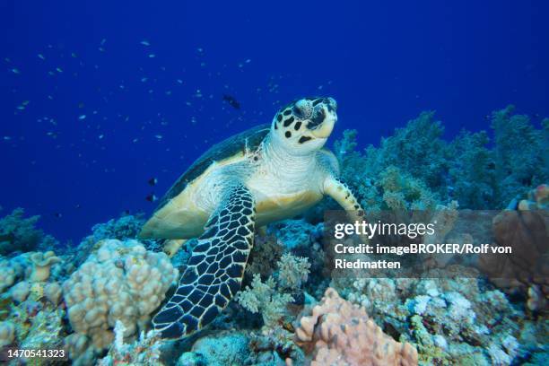 hawksbill sea turtle (eretmochelys imbricata), elphinstone reef dive site, egypt, red sea - hawksbill turtle stock illustrations