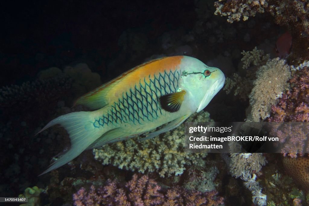 Sling-jaw wrasse (Epibulus insidiator) at night, House Reef dive site, Mangrove Bay, El Quesir, Red Sea, Egypt