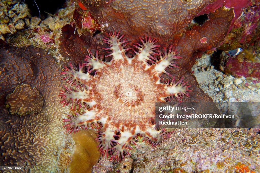 Crown-of-thorns starfish (Acanthaster planci), Dive site House reef, Mangrove Bay, El Quesir, Red Sea, Egypt
