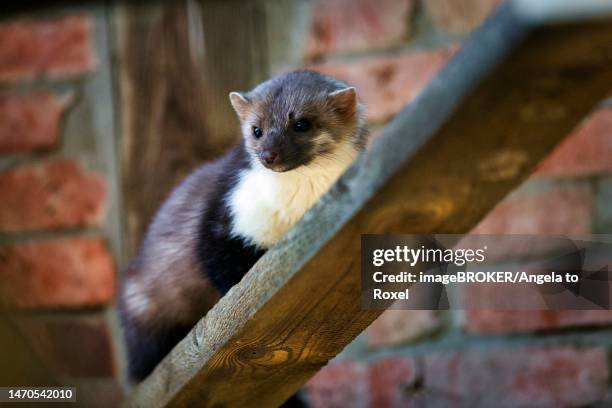 beech marten (martes foina), domestic marten sitting on beam in barn, outdoor enclosure, nature experience centre, animal park, otter-zentrum hankensbuettel, gifhorn, lower saxony, germany - martens stock pictures, royalty-free photos & images