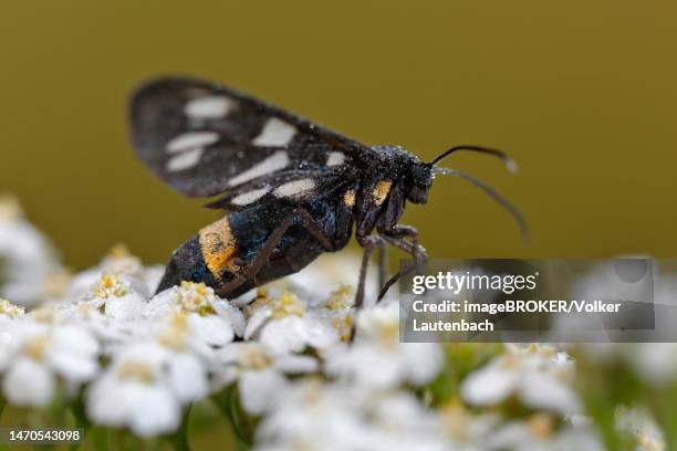 nine-spotted moth (amata phegea) on forage plant, middle elbe biosphere reserve, dessau-rosslau, saxony-anhalt, germany - nine spotted moth stock pictures, royalty-free photos & images