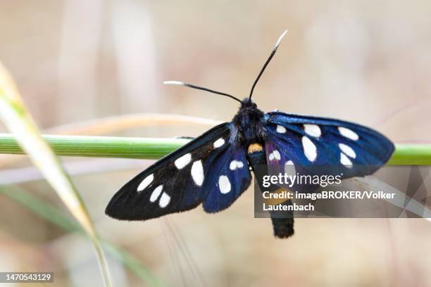 nine-spotted moth (amata phegea) resting on a blade of grass, middle elbe biosphere reserve, dessau-rosslau, saxony-anhalt, germany - amata phegea stock pictures, royalty-free photos & images