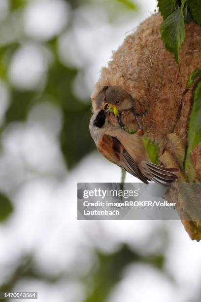 eurasian penduline tit (remiz pendulinus), feeding the young at the nest, middle elbe biosphere reserve, dessau-rosslau, saxony-anhalt, germany - eurasian penduline tit stock pictures, royalty-free photos & images