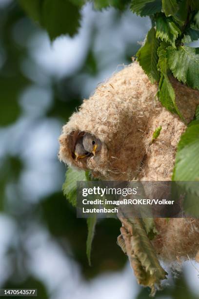 eurasian penduline tit (remiz pendulinus), two young looking out of the entrance hole of the nest, middle elbe biosphere reserve, dessau-rosslau, saxony-anhalt, germany - eurasian penduline tit stock pictures, royalty-free photos & images