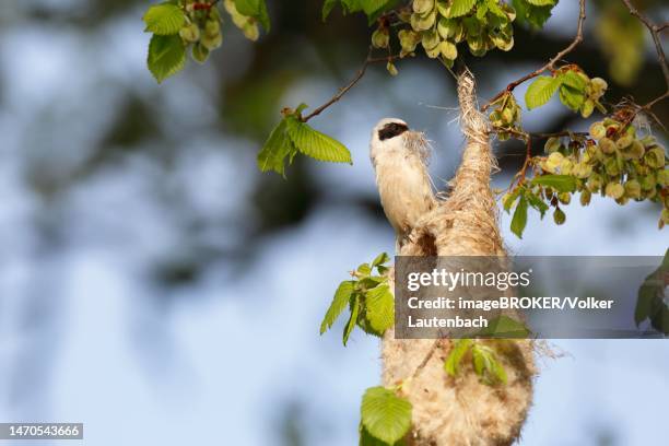 eurasian penduline tit (remiz pendulinus), individual building a nest, animal with nesting material at the nest, middle elbe biosphere reserve, dessau-rosslau, saxony-anhalt, germany - eurasian penduline tit stock pictures, royalty-free photos & images
