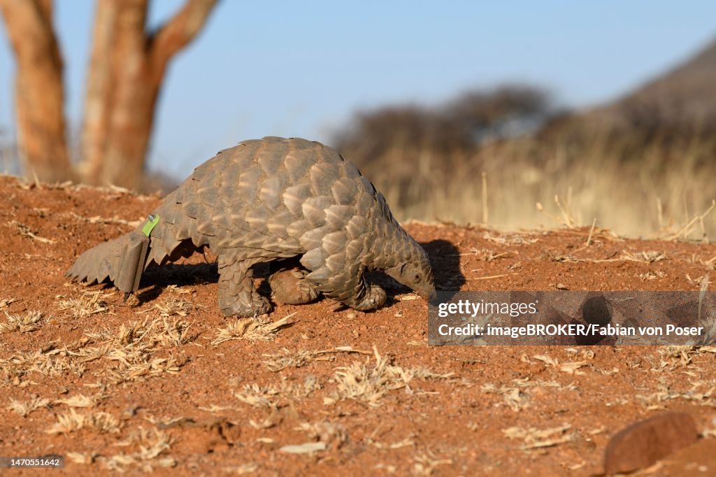 Ground pangolin (Smutsia temminckii), Okonjima Nature Reserve, near Otjiwarongo, Otjozondjupa Region, Namibia