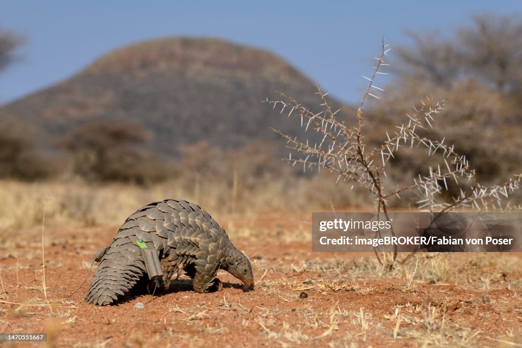 Ground pangolin (Smutsia temminckii), Okonjima Nature Reserve, near Otjiwarongo, Otjozondjupa Region, Namibia