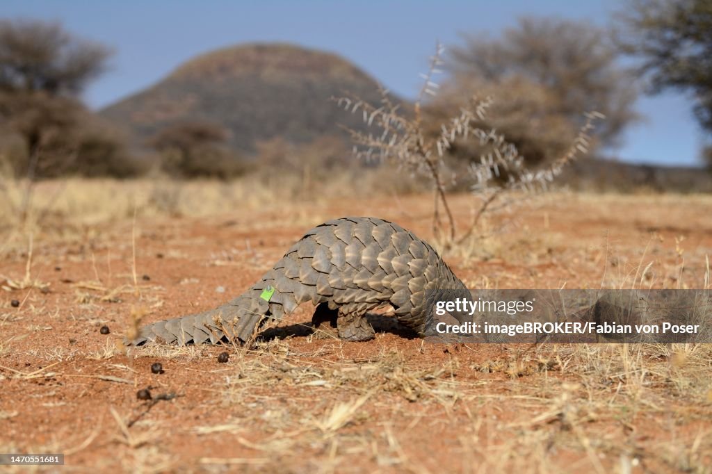 Ground pangolin (Smutsia temminckii), Okonjima Nature Reserve, near Otjiwarongo, Otjozondjupa Region, Namibia