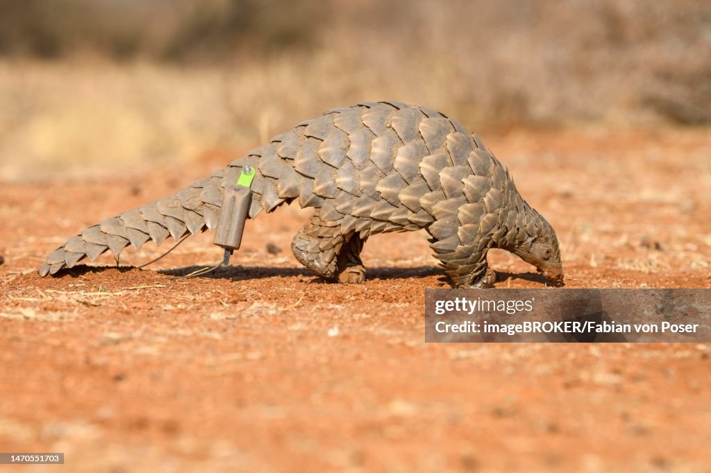 Ground pangolin (Smutsia temminckii), Okonjima Nature Reserve, near Otjiwarongo, Otjozondjupa Region, Namibia