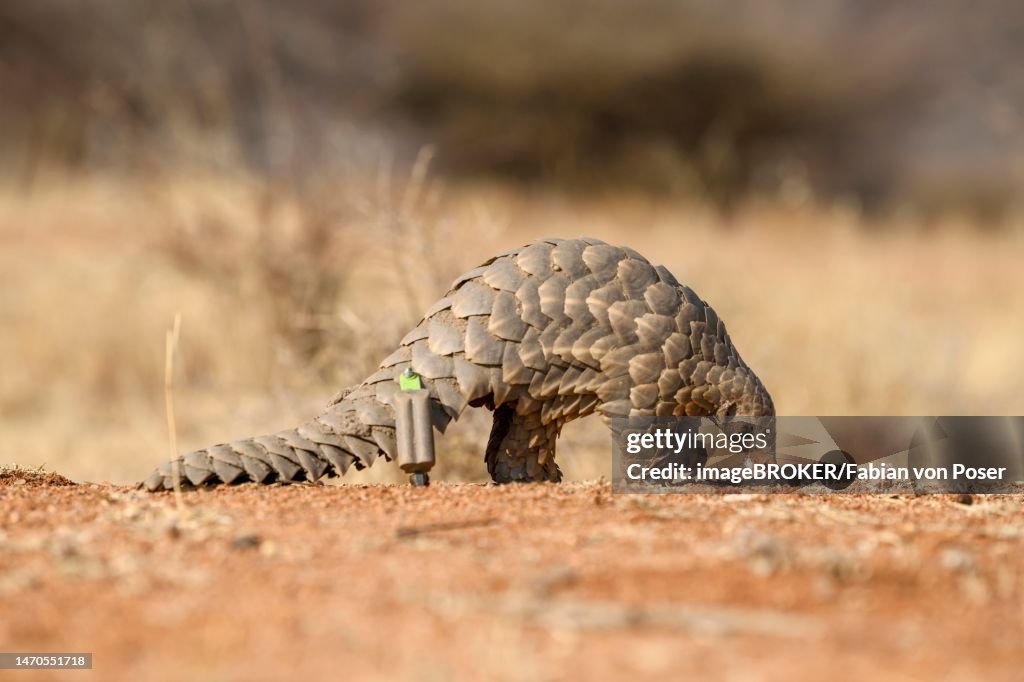 Ground pangolin (Smutsia temminckii), Okonjima Nature Reserve, near Otjiwarongo, Otjozondjupa Region, Namibia