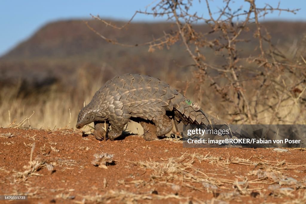 Ground pangolin (Smutsia temminckii), Okonjima Nature Reserve, near Otjiwarongo, Otjozondjupa Region, Namibia