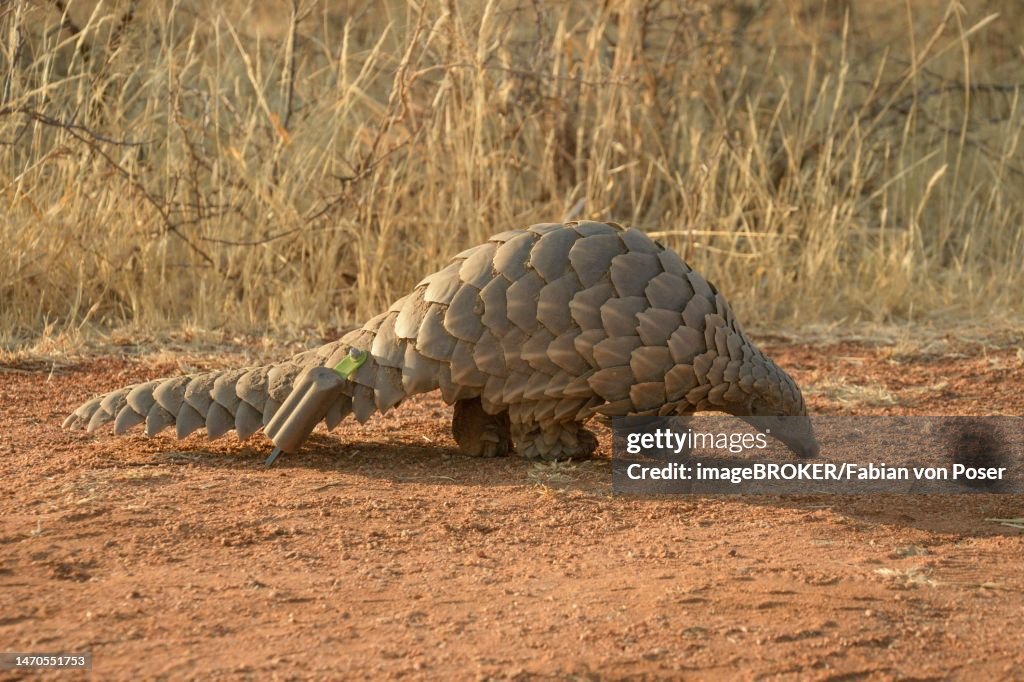 Ground pangolin (Smutsia temminckii), Okonjima Nature Reserve, near Otjiwarongo, Otjozondjupa Region, Namibia