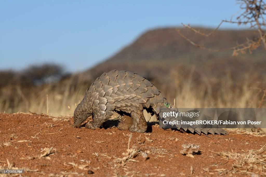 Ground pangolin (Smutsia temminckii), Okonjima Nature Reserve, near Otjiwarongo, Otjozondjupa Region, Namibia