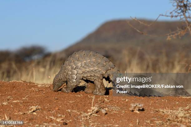 ground pangolin (smutsia temminckii), okonjima nature reserve, near otjiwarongo, otjozondjupa region, namibia - temminckii stock pictures, royalty-free photos & images