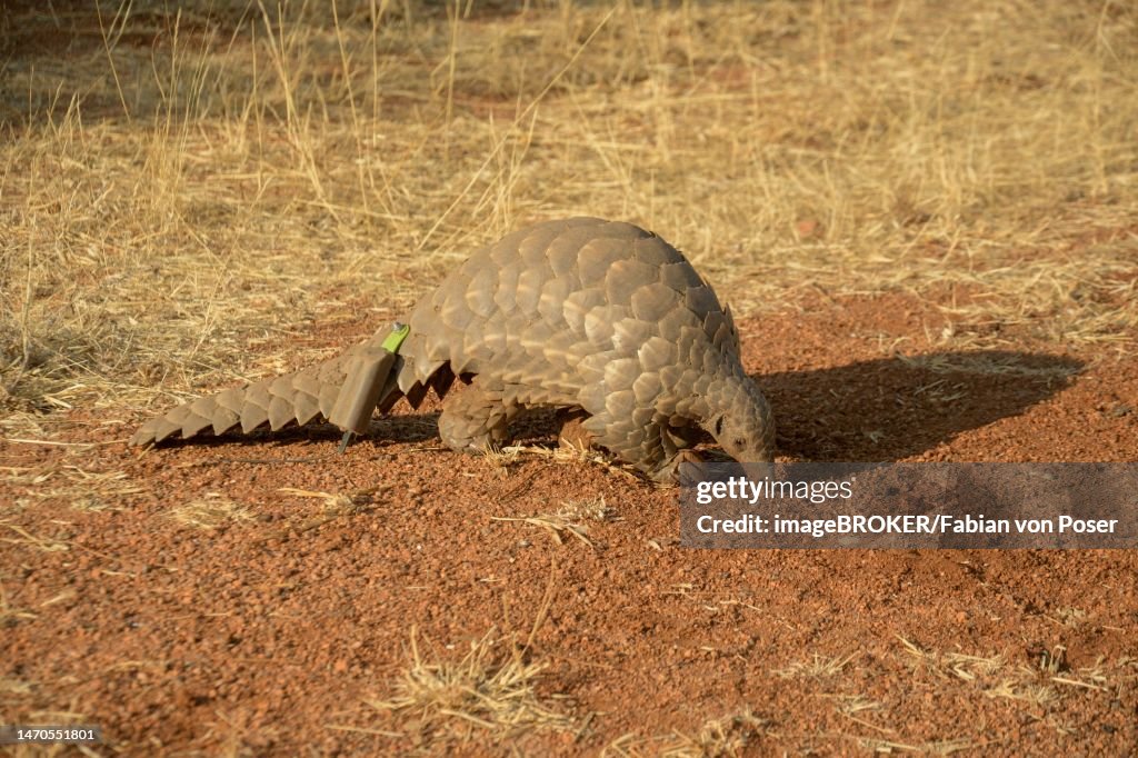 Ground pangolin (Smutsia temminckii), Okonjima Nature Reserve, near Otjiwarongo, Otjozondjupa Region, Namibia