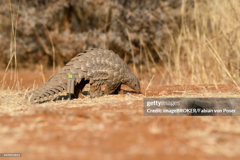 Ground pangolin (Smutsia temminckii), Okonjima Nature Reserve, near Otjiwarongo, Otjozondjupa Region, Namibia