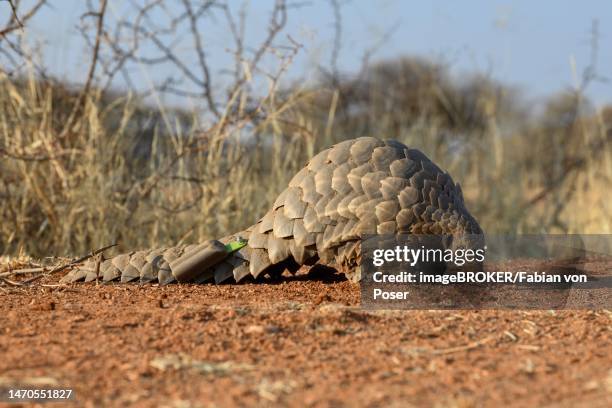 ground pangolin (smutsia temminckii), okonjima nature reserve, near otjiwarongo, otjozondjupa region, namibia - schuppentier stock-fotos und bilder