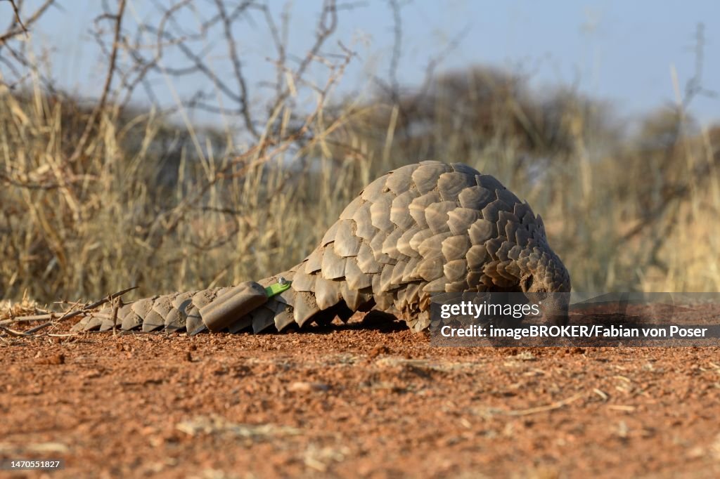 Ground pangolin (Smutsia temminckii), Okonjima Nature Reserve, near Otjiwarongo, Otjozondjupa Region, Namibia