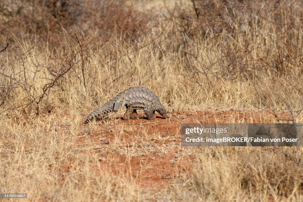 Ground pangolin (Smutsia temminckii), Okonjima Nature Reserve, near Otjiwarongo, Otjozondjupa Region, Namibia