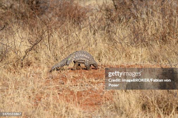 ground pangolin (smutsia temminckii), okonjima nature reserve, near otjiwarongo, otjozondjupa region, namibia - temminckii stock pictures, royalty-free photos & images