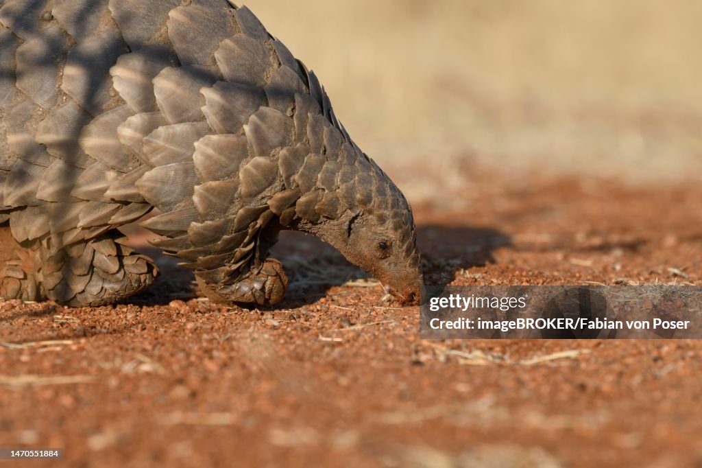 Ground pangolin (Smutsia temminckii), Okonjima Nature Reserve, near Otjiwarongo, Otjozondjupa Region, Namibia