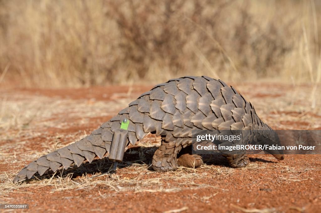 Ground pangolin (Smutsia temminckii), Okonjima Nature Reserve, near Otjiwarongo, Otjozondjupa Region, Namibia