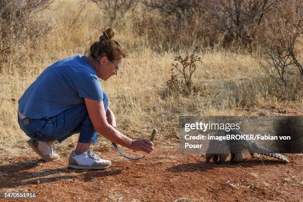 tourist taking photos of ground pangolin (smutsia temminckii) with mobile phone, okonjima nature reserve, near otjiwarongo, otjozondjupa region, namibia - schuppentier stock-fotos und bilder