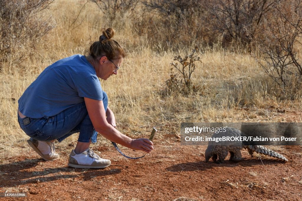 Tourist taking photos of ground pangolin (Smutsia temminckii) with mobile phone, Okonjima Nature Reserve, near Otjiwarongo, Otjozondjupa Region, Namibia