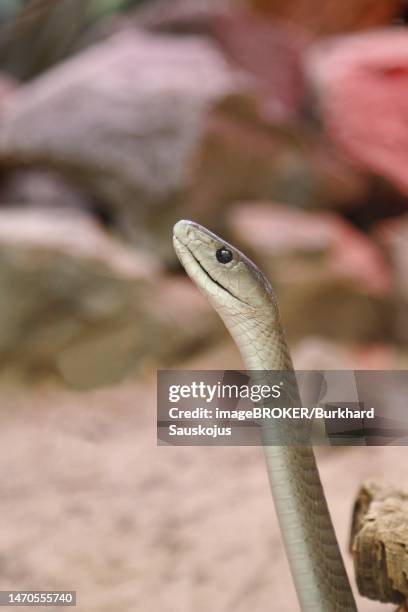 black mamba (dendroaspis polylepis), portrait, captive, poisonous snake, occurrence in africa, north rhine-westphalia, germany - mambi neri foto e immagini stock