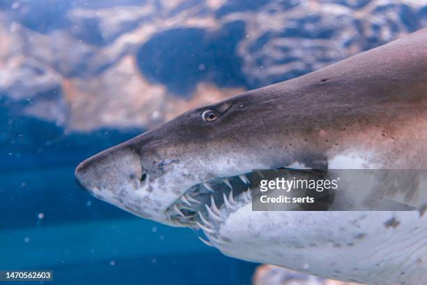 hark - bull shark stock pictures, royalty-free photos & images