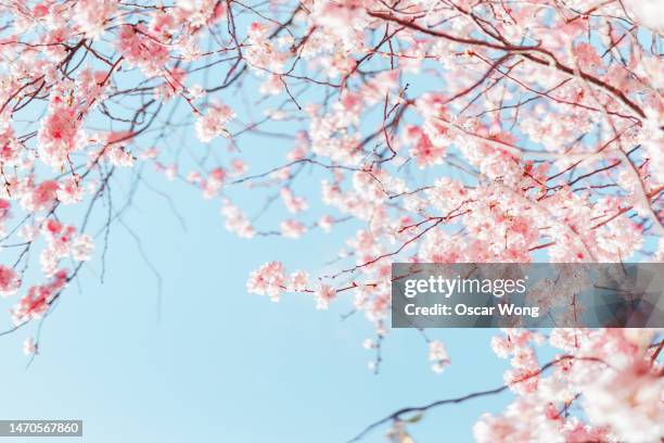 pink cherry blossom / sakura against blue sky in japan - cherry blossom fotografías e imágenes de stock