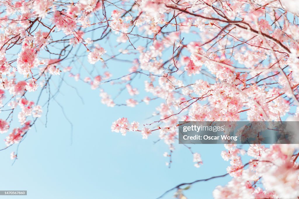 Pink Cherry Blossom / Sakura against blue sky in Japan