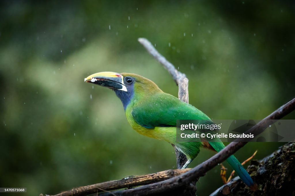 Emerald toucanet (Aulacorhynchus prasinus)