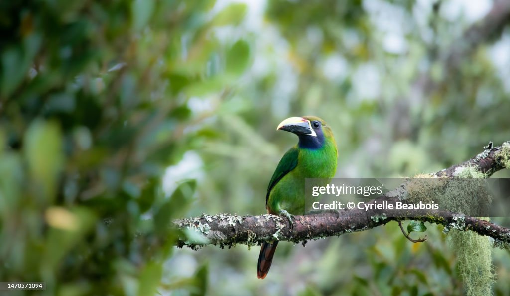 Emerald toucanet (Aulacorhynchus prasinus)