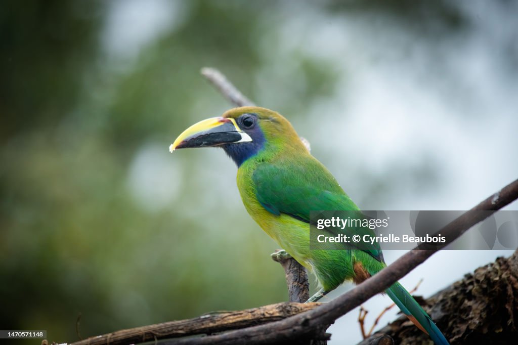 Emerald toucanet (Aulacorhynchus prasinus)