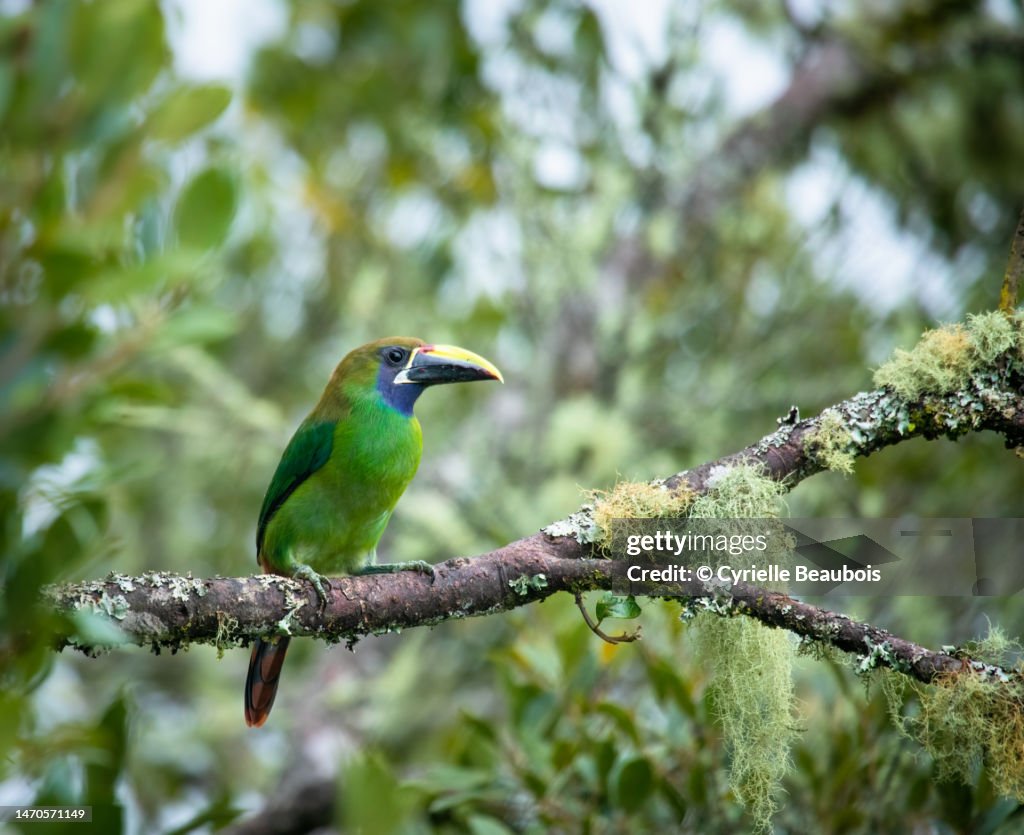 Emerald toucanet (Aulacorhynchus prasinus)