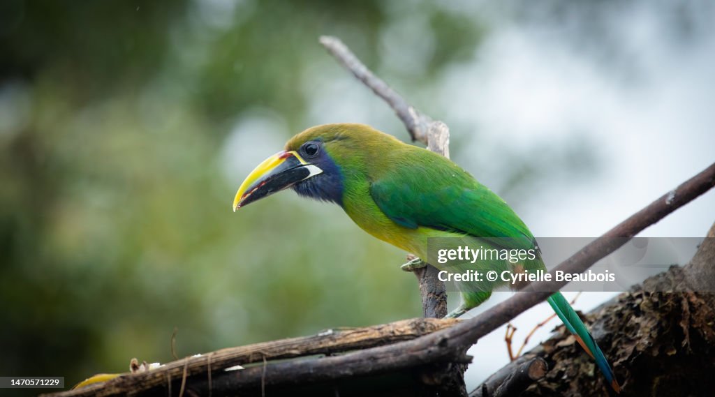 Emerald toucanet (Aulacorhynchus prasinus)