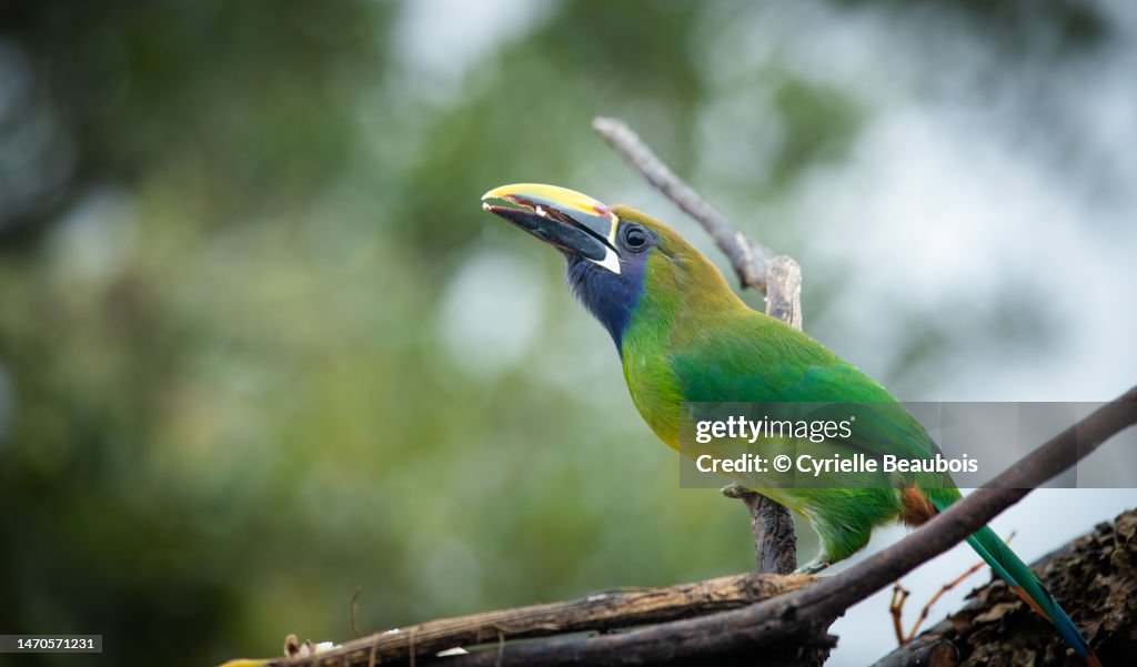 Emerald toucanet (Aulacorhynchus prasinus)