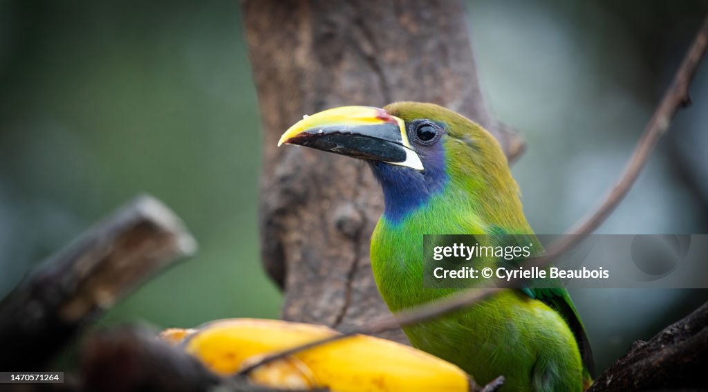 Emerald toucanet (Aulacorhynchus prasinus)