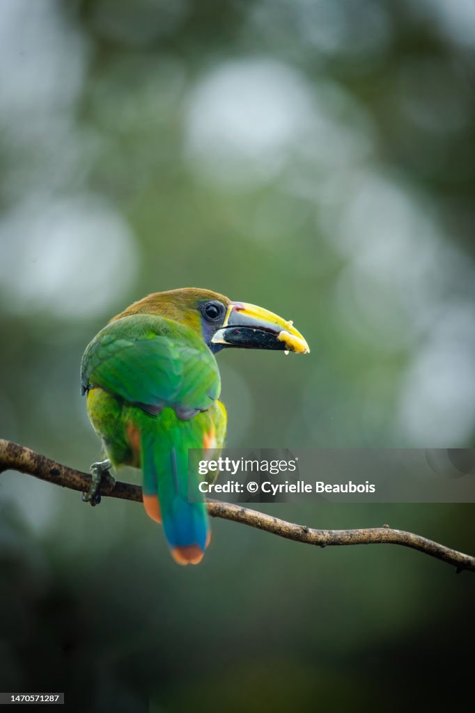 Emerald toucanet (Aulacorhynchus prasinus)