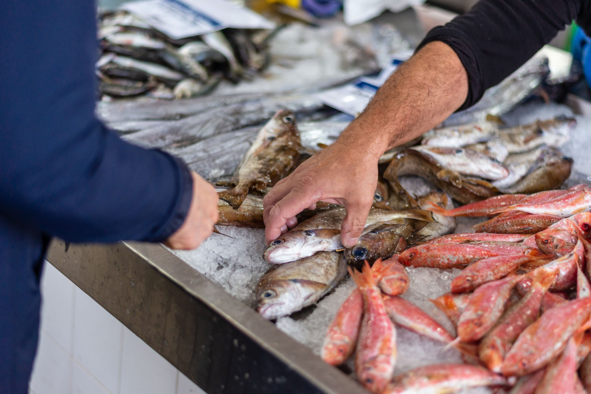 fish delivery